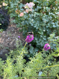 Perennials ~ Dalea purpurea, Purple Prairie Clover ~ Dancing Oaks Nursery and Gardens ~ Retail Nursery ~ Mail Order Nursery