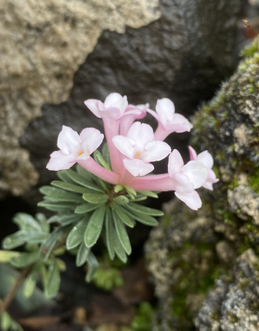 Daphne petraea 'Grandiflora', Daphne