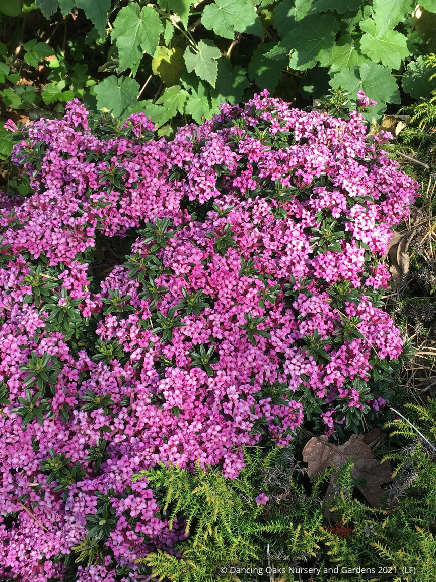 Shrubs ~ Daphne x rollsdorfii 'Wilhelm Schacht' ~ Dancing Oaks Nursery and Gardens ~ Retail Nursery ~ Mail Order Nursery
