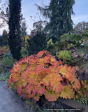 Perennials ~ Darmera peltata, Indian Rhubarb ~ Dancing Oaks Nursery and Gardens ~ Retail Nursery ~ Mail Order Nursery