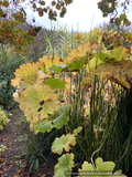 Darmera peltata, Indian Rhubarb