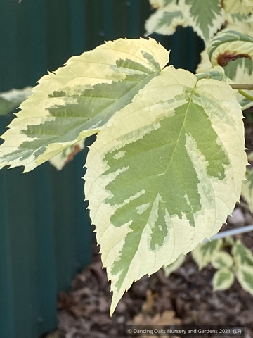 Trees ~ Davidia involucrata 'Lady Sunshine', Dove Tree ~ Dancing Oaks Nursery and Gardens ~ Retail Nursery ~ Mail Order Nursery