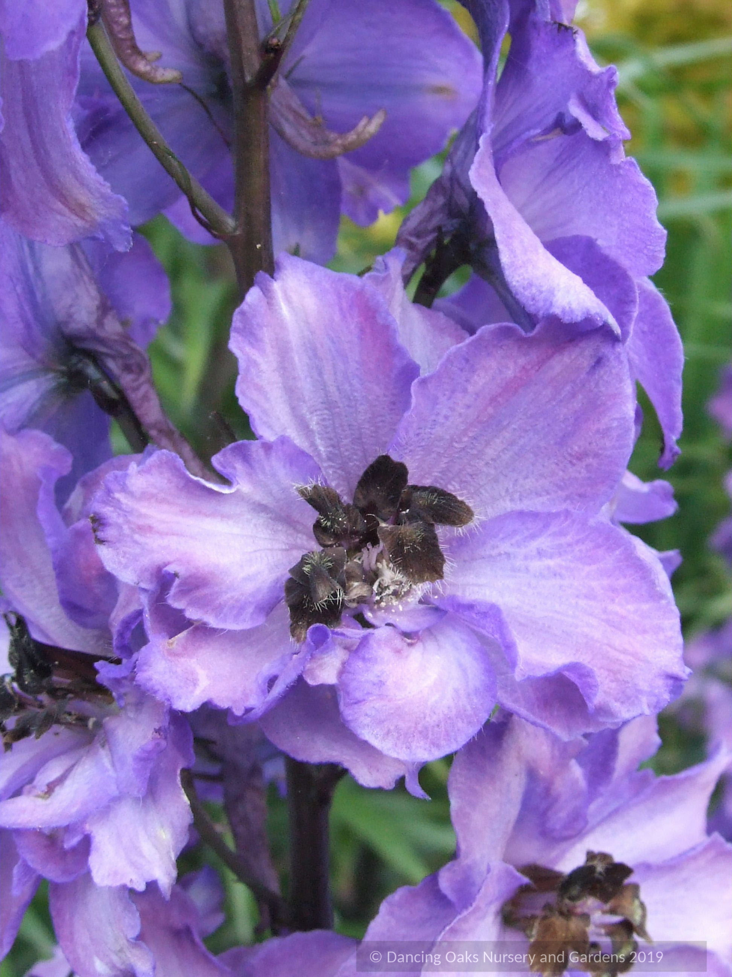 Delphinium elatum 'New Heights', Delphinium