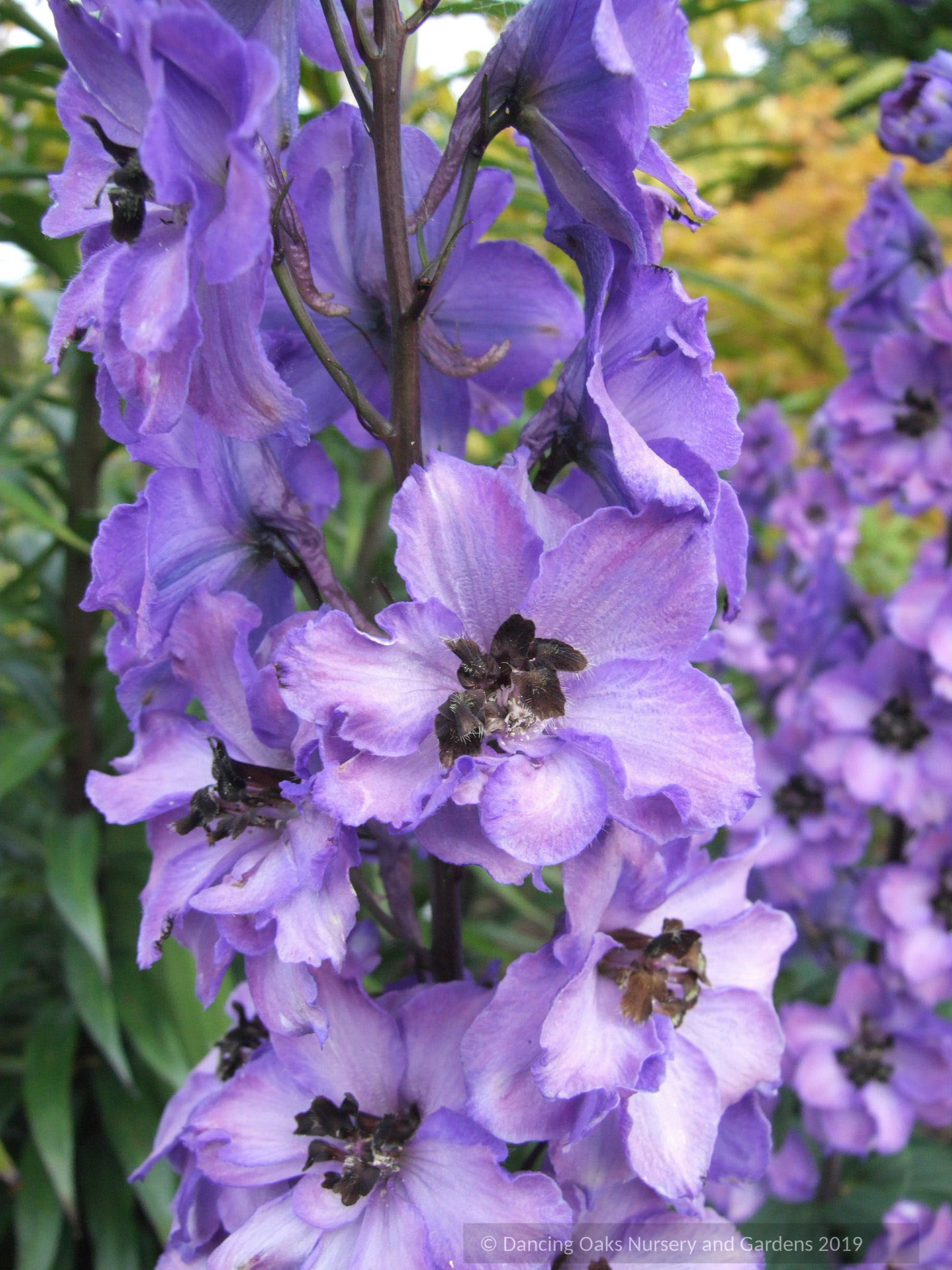 Delphinium elatum 'New Heights', Delphinium
