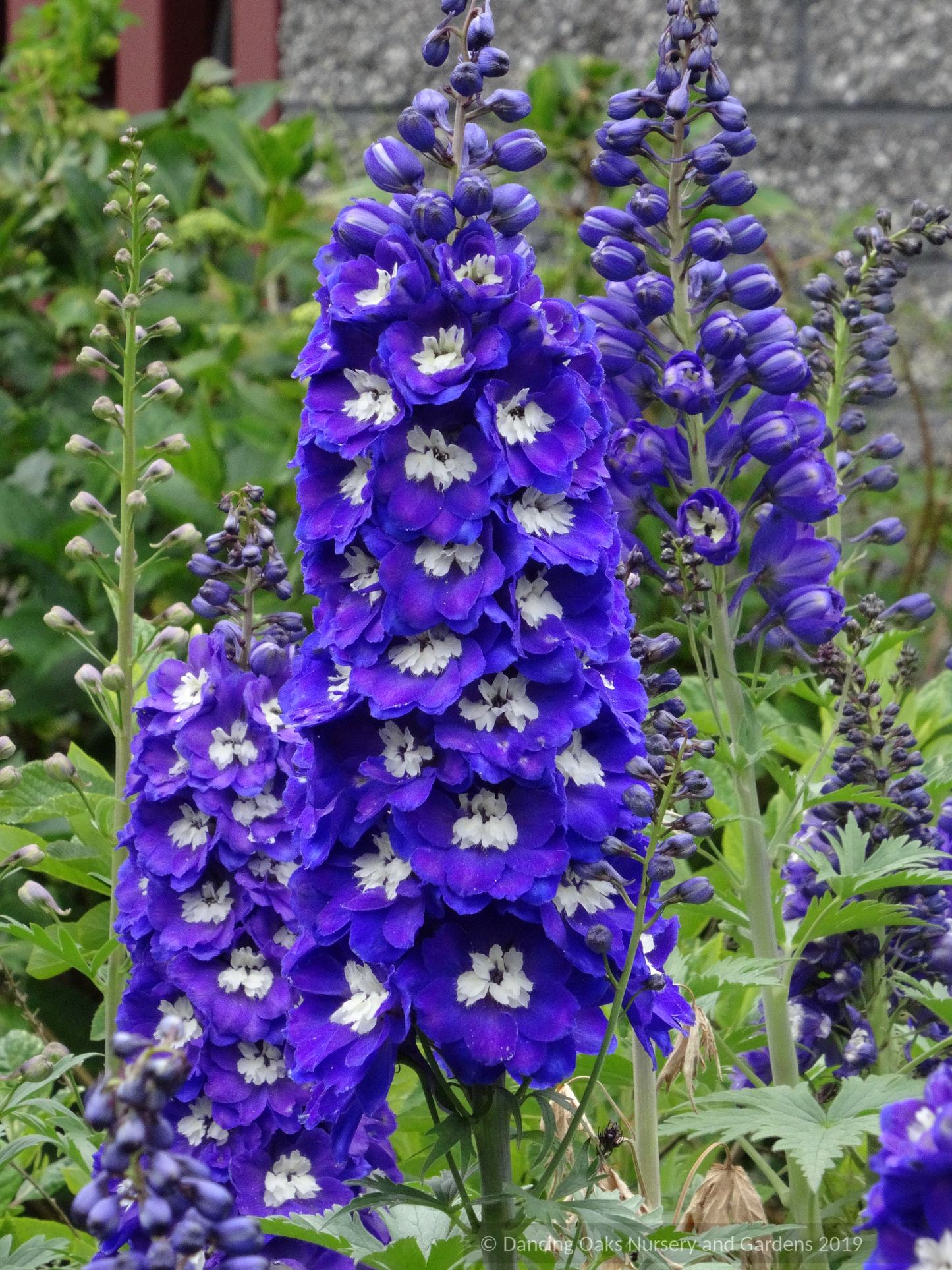 Delphinium elatum 'New Heights', Delphinium