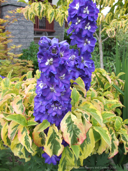 Delphinium elatum 'New Heights', Delphinium