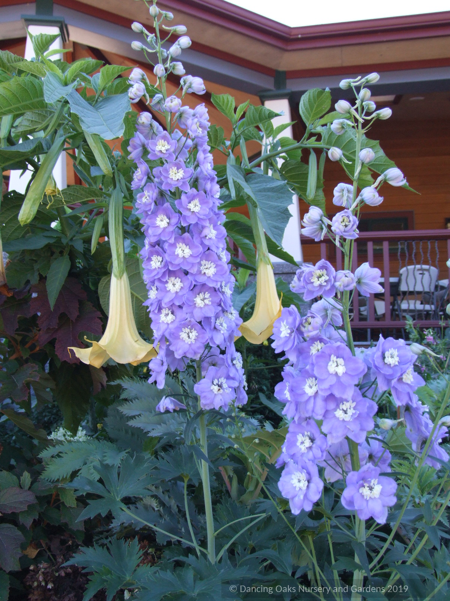 Delphinium elatum 'New Heights', Delphinium