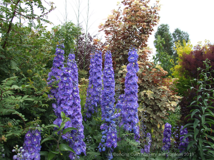 Delphinium elatum 'New Heights', Delphinium