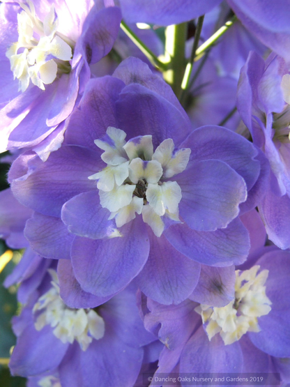 Delphinium elatum 'New Heights', Delphinium