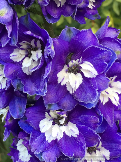Delphinium elatum 'New Heights', Delphinium
