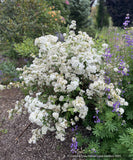 Shrubs ~ Deutzia aff. discolor DJHH 14112, Hubei Province Deutzia ~ Dancing Oaks Nursery and Gardens ~ Retail Nursery ~ Mail Order Nursery