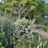 Shrubs ~ Deutzia aff. discolor DJHH 14112, Hubei Province Deutzia ~ Dancing Oaks Nursery and Gardens ~ Retail Nursery ~ Mail Order Nursery