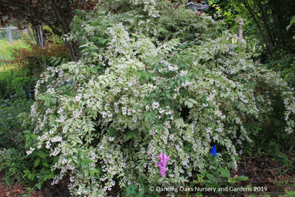 Shrubs ~ Deutzia scabra 'Variegata', Fuzzy Deutzia ~ Dancing Oaks Nursery and Gardens ~ Retail Nursery ~ Mail Order Nursery