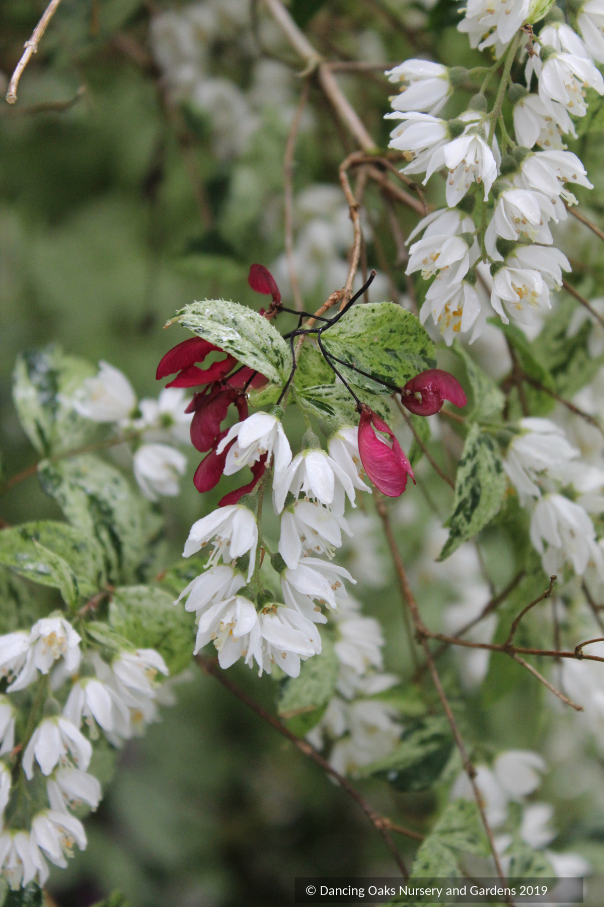 Deutzia scabra 'Variegata', Fuzzy Deutzia