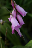 Perennials ~ Dierama pulcherrimum, Angel's Fishing Rod ~ Dancing Oaks Nursery and Gardens ~ Retail Nursery ~ Mail Order Nursery