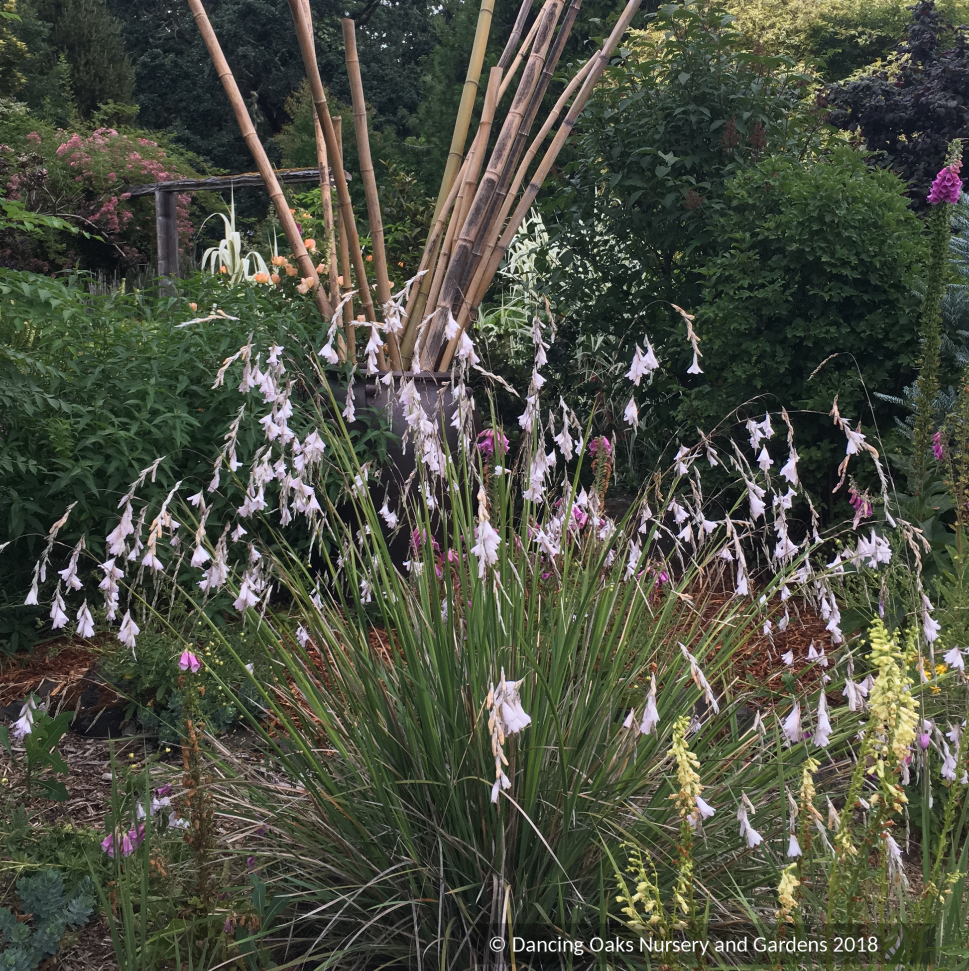 Dierama pulcherrimum, Angel's Fishing Rod