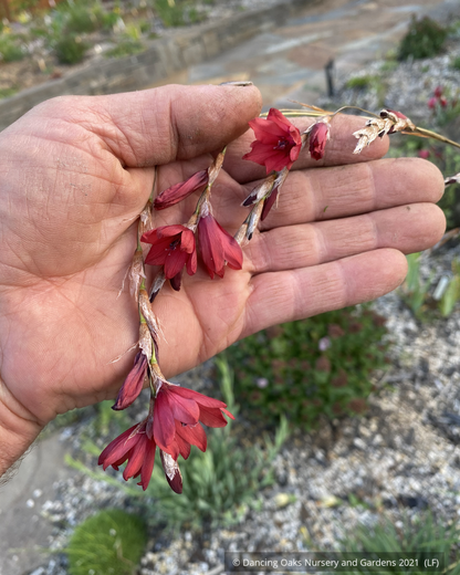 Perennials ~ Dierama x 'Rusty Tomato', Red Angel's Fishing Rod ~ Dancing Oaks Nursery and Gardens ~ Retail Nursery ~ Mail Order Nursery