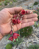 Perennials ~ Dierama x 'Rusty Tomato', Red Angel's Fishing Rod ~ Dancing Oaks Nursery and Gardens ~ Retail Nursery ~ Mail Order Nursery