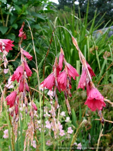 Dierama x 'Rusty Tomato', Red Angel's Fishing Rod