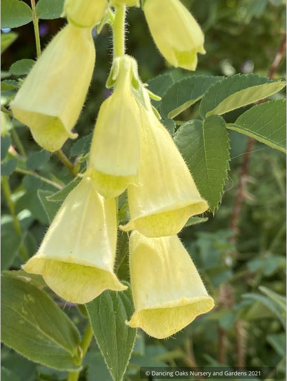 Perennials ~ Digitalis ambigua, Yellow Foxglove ~ Dancing Oaks Nursery and Gardens ~ Retail Nursery ~ Mail Order Nursery