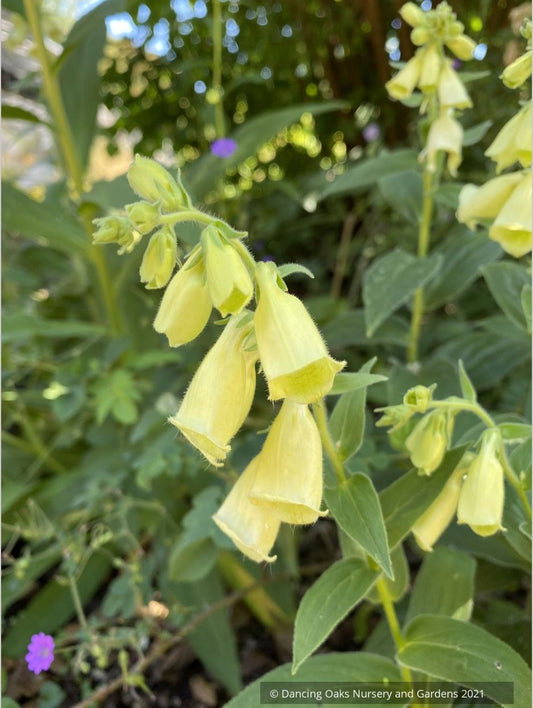 Perennials ~ Digitalis ambigua, Yellow Foxglove ~ Dancing Oaks Nursery and Gardens ~ Retail Nursery ~ Mail Order Nursery