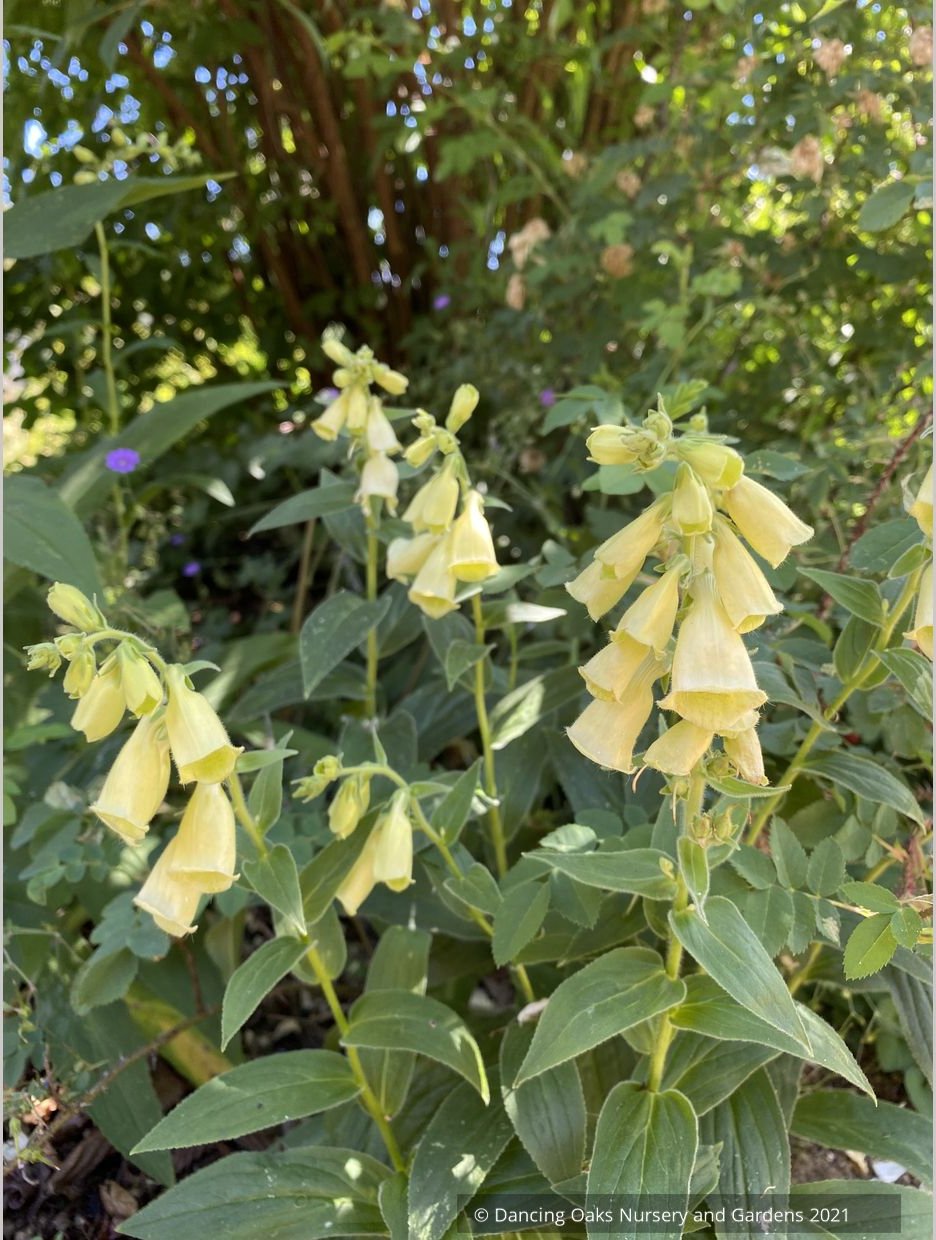 Perennials ~ Digitalis ambigua, Yellow Foxglove ~ Dancing Oaks Nursery and Gardens ~ Retail Nursery ~ Mail Order Nursery