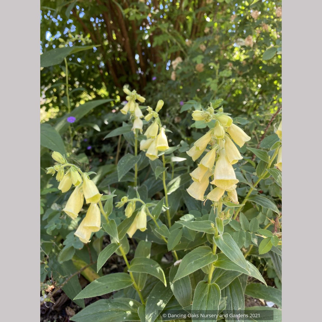 Digitalis ambigua 'Carillon', Yellow Foxglove Dancing Oaks Nursery