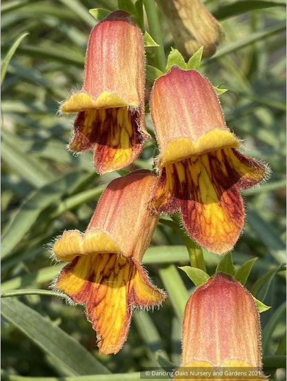 Perennials ~ Digitalis obscura, Spanish Foxglove ~ Dancing Oaks Nursery and Gardens ~ Retail Nursery ~ Mail Order Nursery
