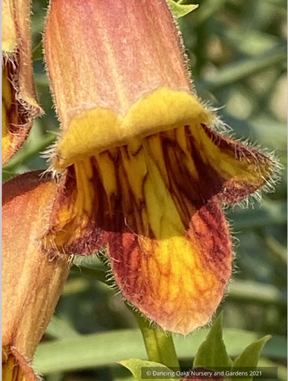 Perennials ~ Digitalis obscura, Spanish Foxglove ~ Dancing Oaks Nursery and Gardens ~ Retail Nursery ~ Mail Order Nursery