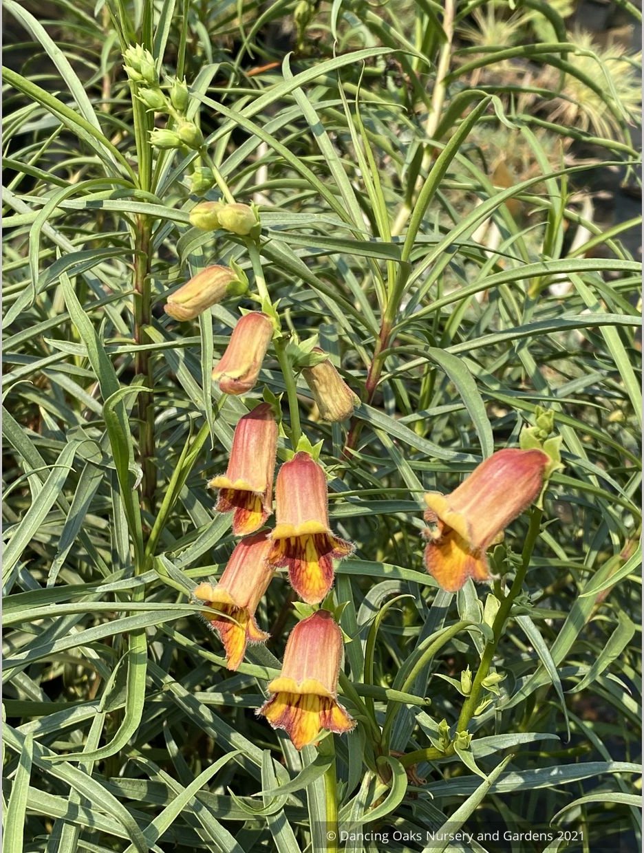 Perennials ~ Digitalis obscura, Spanish Foxglove ~ Dancing Oaks Nursery and Gardens ~ Retail Nursery ~ Mail Order Nursery