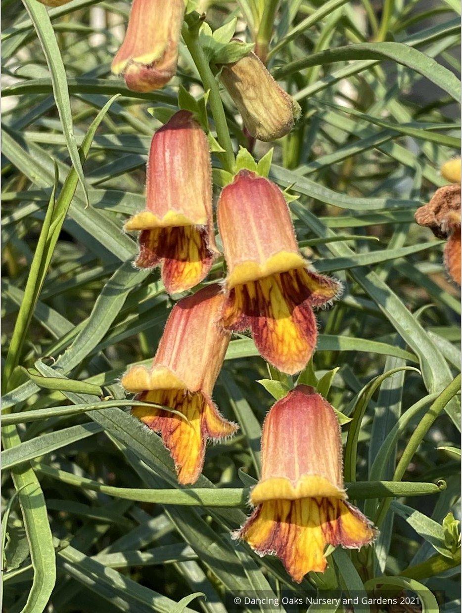Perennials ~ Digitalis obscura, Spanish Foxglove ~ Dancing Oaks Nursery and Gardens ~ Retail Nursery ~ Mail Order Nursery