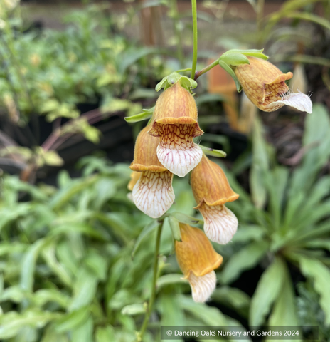 Perennials ~ Digitalis laevigata, Grecian Foxglove ~ Dancing Oaks Nursery and Gardens ~ Retail Nursery ~ Mail Order Nursery