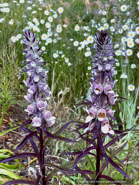 Perennials ~ Digitalis trojana, Helen of Troy Foxglove ~ Dancing Oaks Nursery and Gardens ~ Retail Nursery ~ Mail Order Nursery