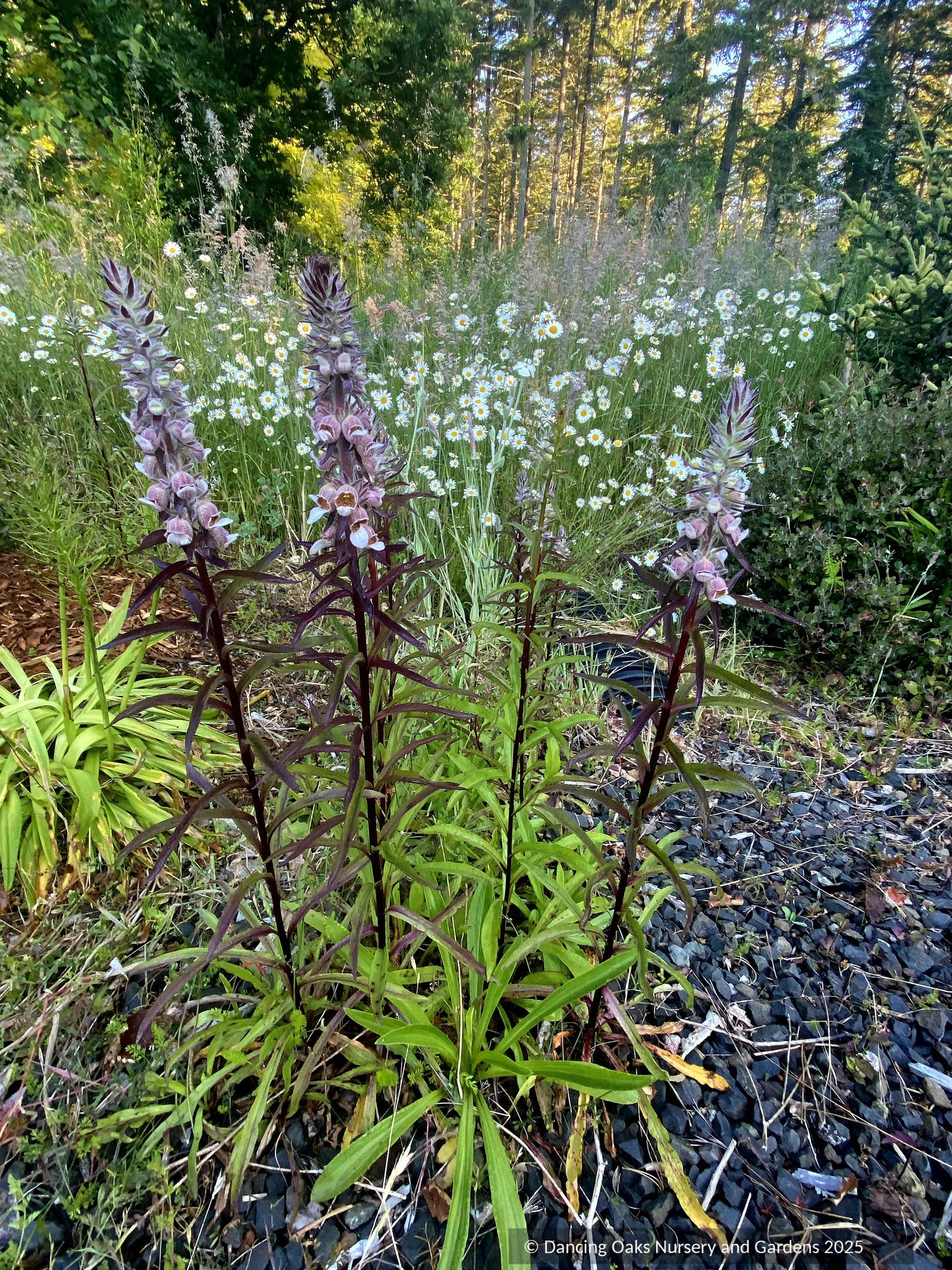 Digitalis trojana, Helen of Troy Foxglove
