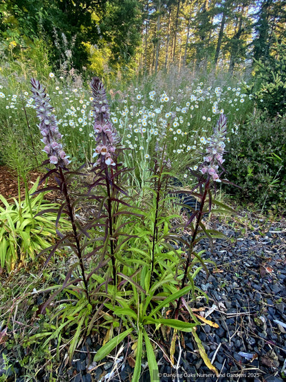 Digitalis trojana, Helen of Troy Foxglove