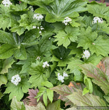 Perennials ~ Diphylleia cymosa, Umbrella Leaf ~ Dancing Oaks Nursery and Gardens ~ Retail Nursery ~ Mail Order Nursery