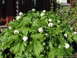 Perennials ~ Diphylleia cymosa, Umbrella Leaf ~ Dancing Oaks Nursery and Gardens ~ Retail Nursery ~ Mail Order Nursery