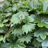 Perennials ~ Diphylleia cymosa, Umbrella Leaf ~ Dancing Oaks Nursery and Gardens ~ Retail Nursery ~ Mail Order Nursery
