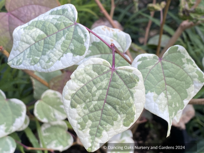 Shrubs ~ Disanthus cercidifolius 'Ena Nishiki', Variegated Japanese Redbud Hazel ~ Dancing Oaks Nursery and Gardens ~ Retail Nursery ~ Mail Order Nursery