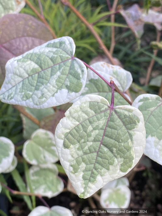 Shrubs ~ Disanthus cercidifolius 'Ena Nishiki', Variegated Japanese Redbud Hazel ~ Dancing Oaks Nursery and Gardens ~ Retail Nursery ~ Mail Order Nursery