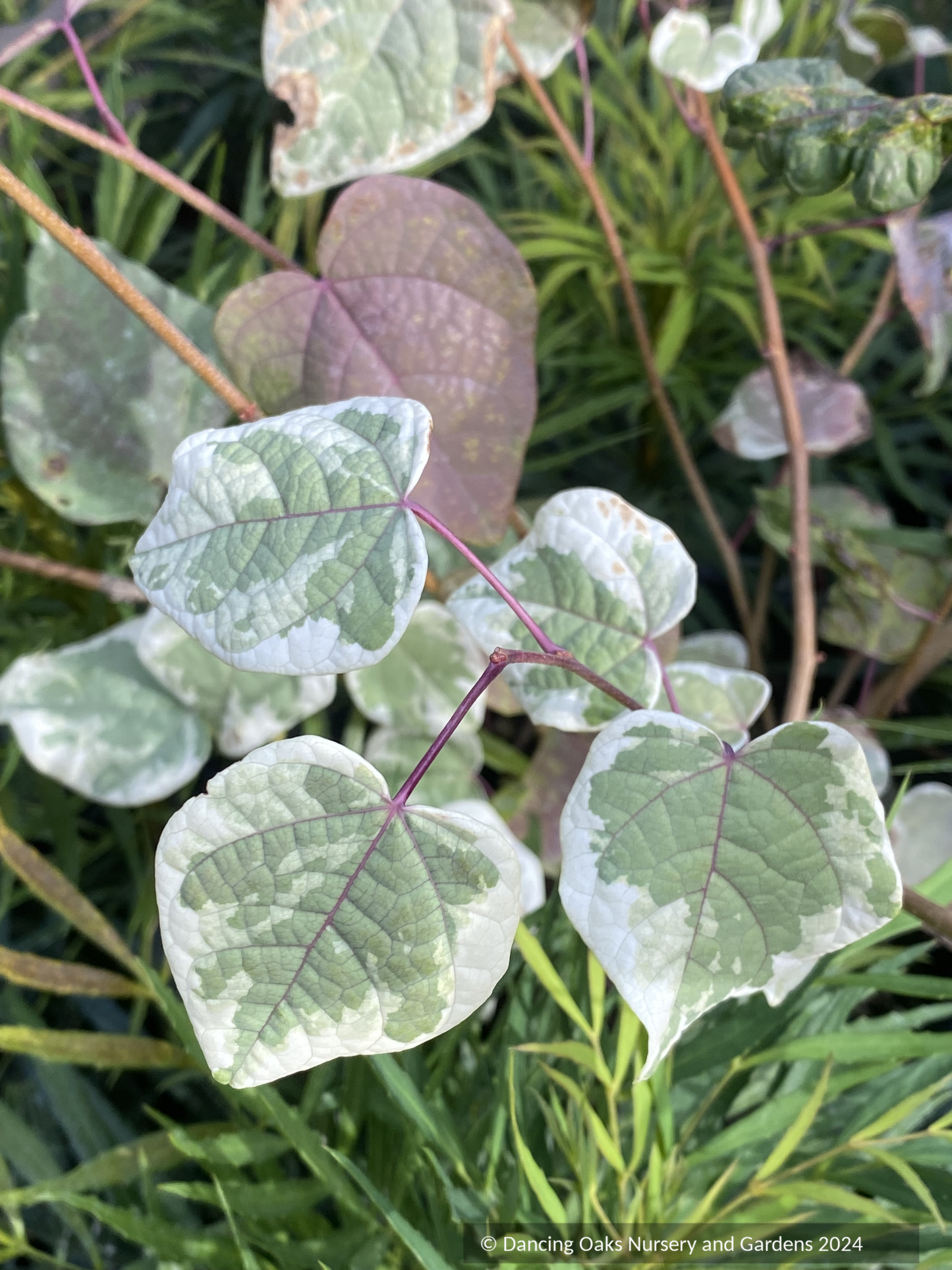 Shrubs ~ Disanthus cercidifolius 'Ena Nishiki', Variegated Japanese Redbud Hazel ~ Dancing Oaks Nursery and Gardens ~ Retail Nursery ~ Mail Order Nursery