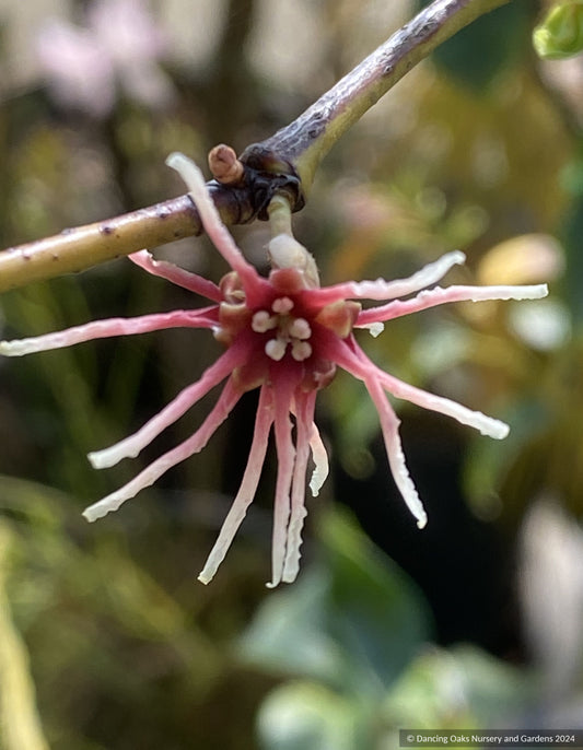 Trees ~ Shrubs ~ Disanthus ovatifolius  ~ Dancing Oaks Nursery and Gardens ~ Retail Nursery ~ Mail Order Nursery