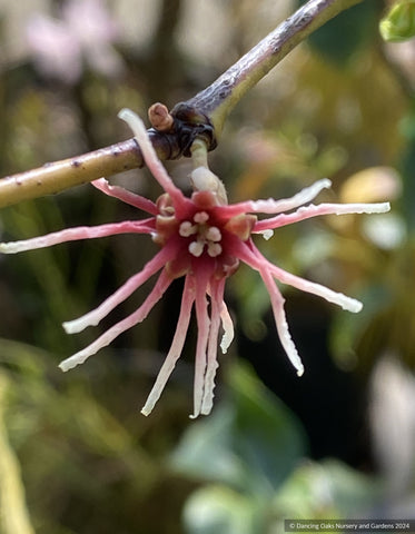 Trees ~ Shrubs ~ Disanthus ovatifolius  ~ Dancing Oaks Nursery and Gardens ~ Retail Nursery ~ Mail Order Nursery