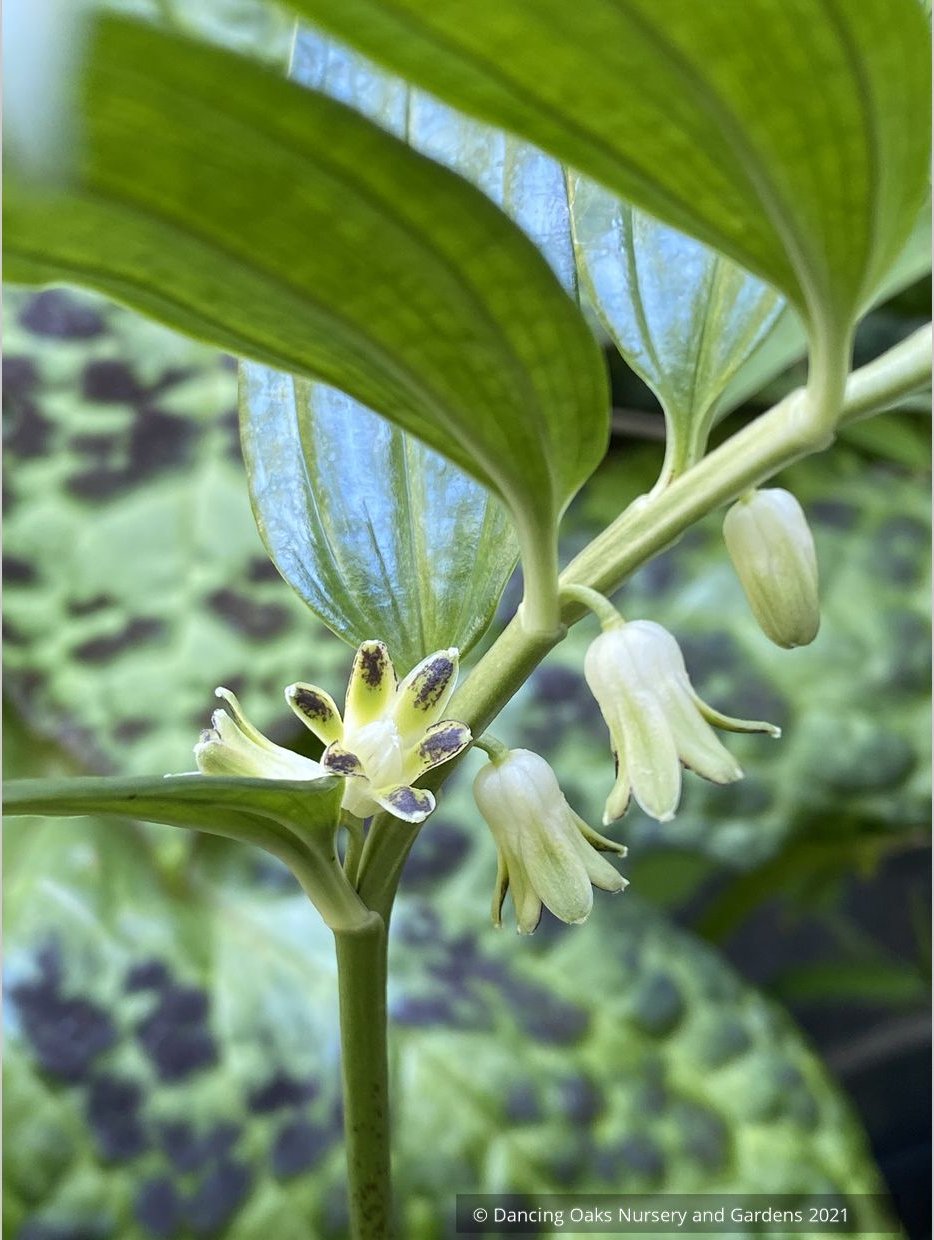 Perennials ~ Disporopsis perney 'Bill Baker' Evergreen Solomon's Seal ~ Dancing Oaks Nursery and Gardens ~ Retail Nursery ~ Mail Order Nursery