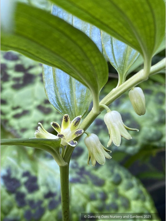 Perennials ~ Disporopsis perney 'Bill Baker' Evergreen Solomon's Seal ~ Dancing Oaks Nursery and Gardens ~ Retail Nursery ~ Mail Order Nursery