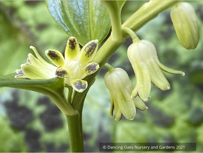 Perennials ~ Disporopsis perney 'Bill Baker' Evergreen Solomon's Seal ~ Dancing Oaks Nursery and Gardens ~ Retail Nursery ~ Mail Order Nursery