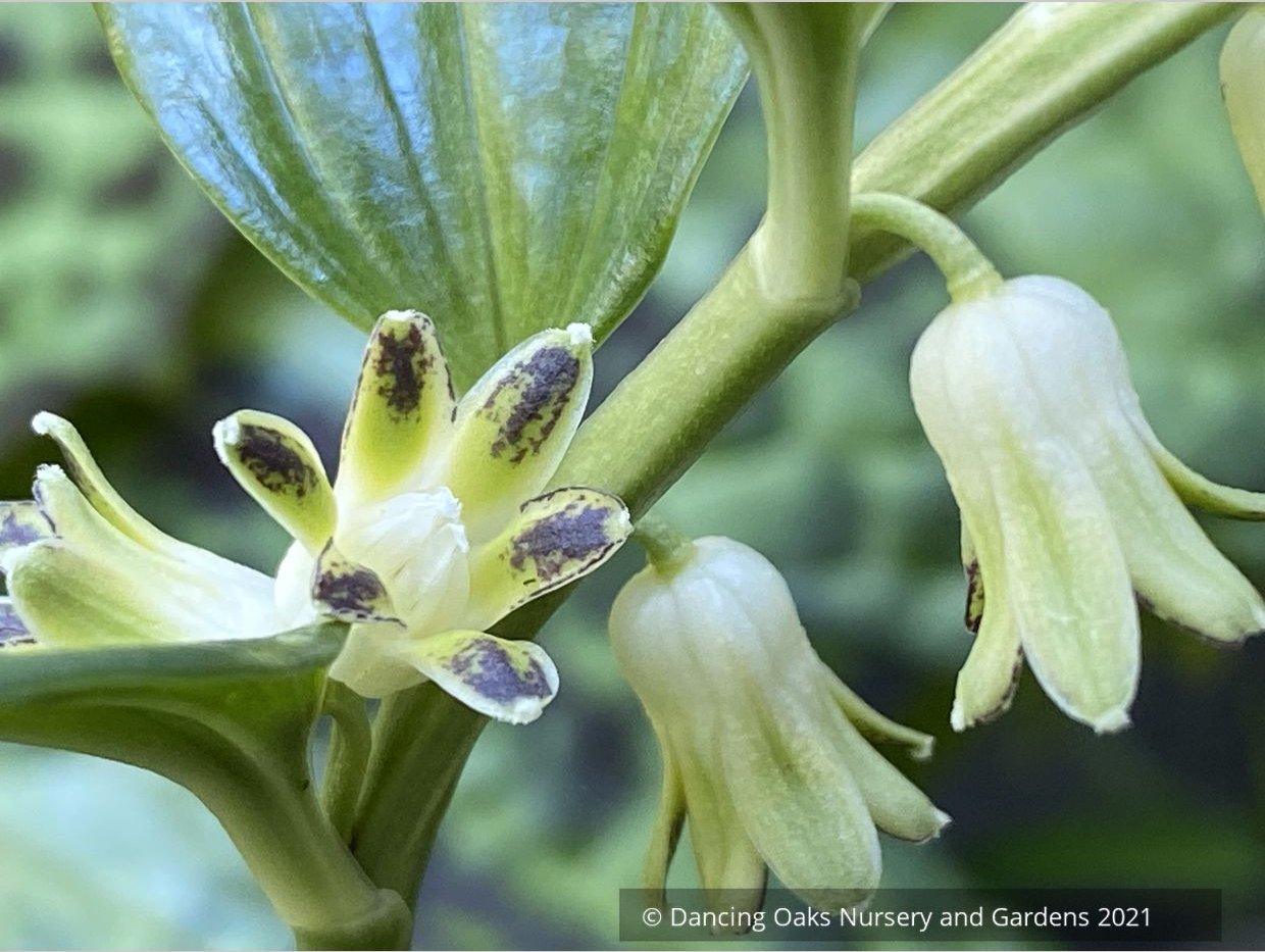 Perennials ~ Disporopsis perney 'Bill Baker' Evergreen Solomon's Seal ~ Dancing Oaks Nursery and Gardens ~ Retail Nursery ~ Mail Order Nursery