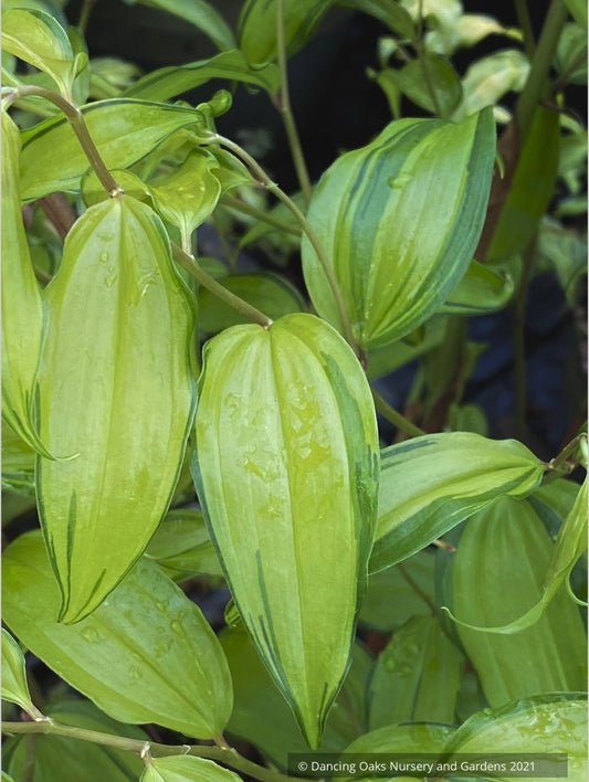Disporum cantoniense 'Golden Temple', Fairy Bells