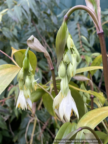 Disporum sp. AP2018-22, Fairy Bells