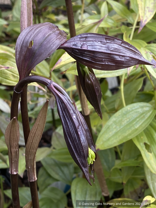 Perennials ~ Disporum cantoniense 'Night Heron', Fairy Lanterns ~ Dancing Oaks Nursery and Gardens ~ Retail Nursery ~ Mail Order Nursery